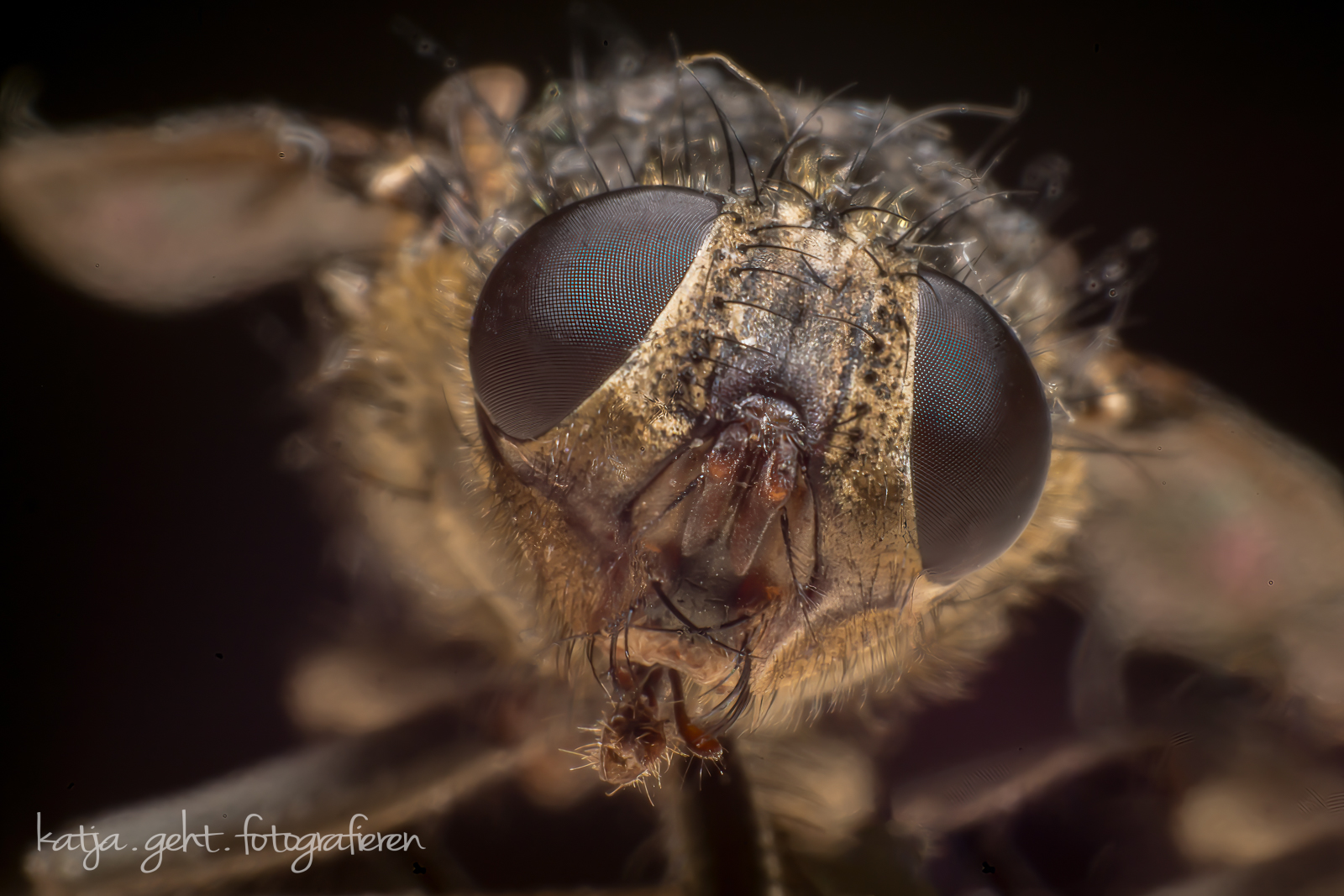 Makrofotografie - eine Stubenfliege frontal, man erkennt sehr schön die Facettenaugen.