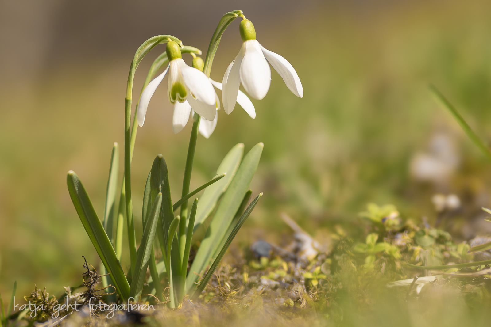 Naturfotografie - Schneeglöckchen in der Sonne