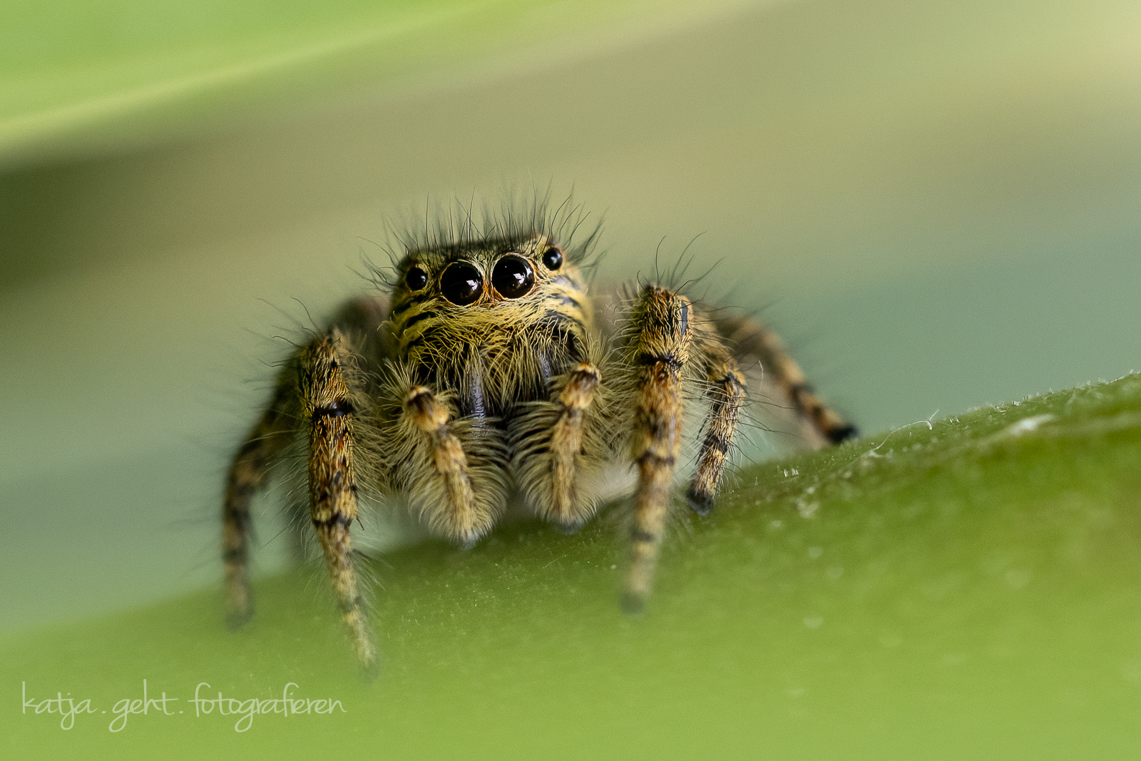 Makrofotografie - Eine kleine Springspinne auf einem Blatt, so richtig fotografiert werden wollte sie nicht