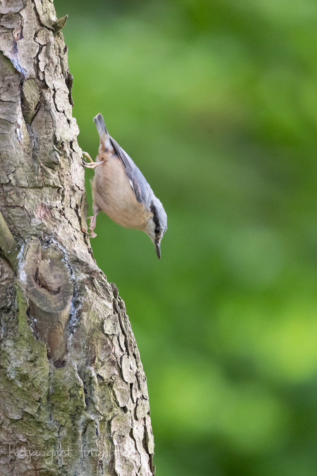 Ansitzfotografie an der Schmitter Mühle - Ein Kleiber hängt kopfüber am Baum