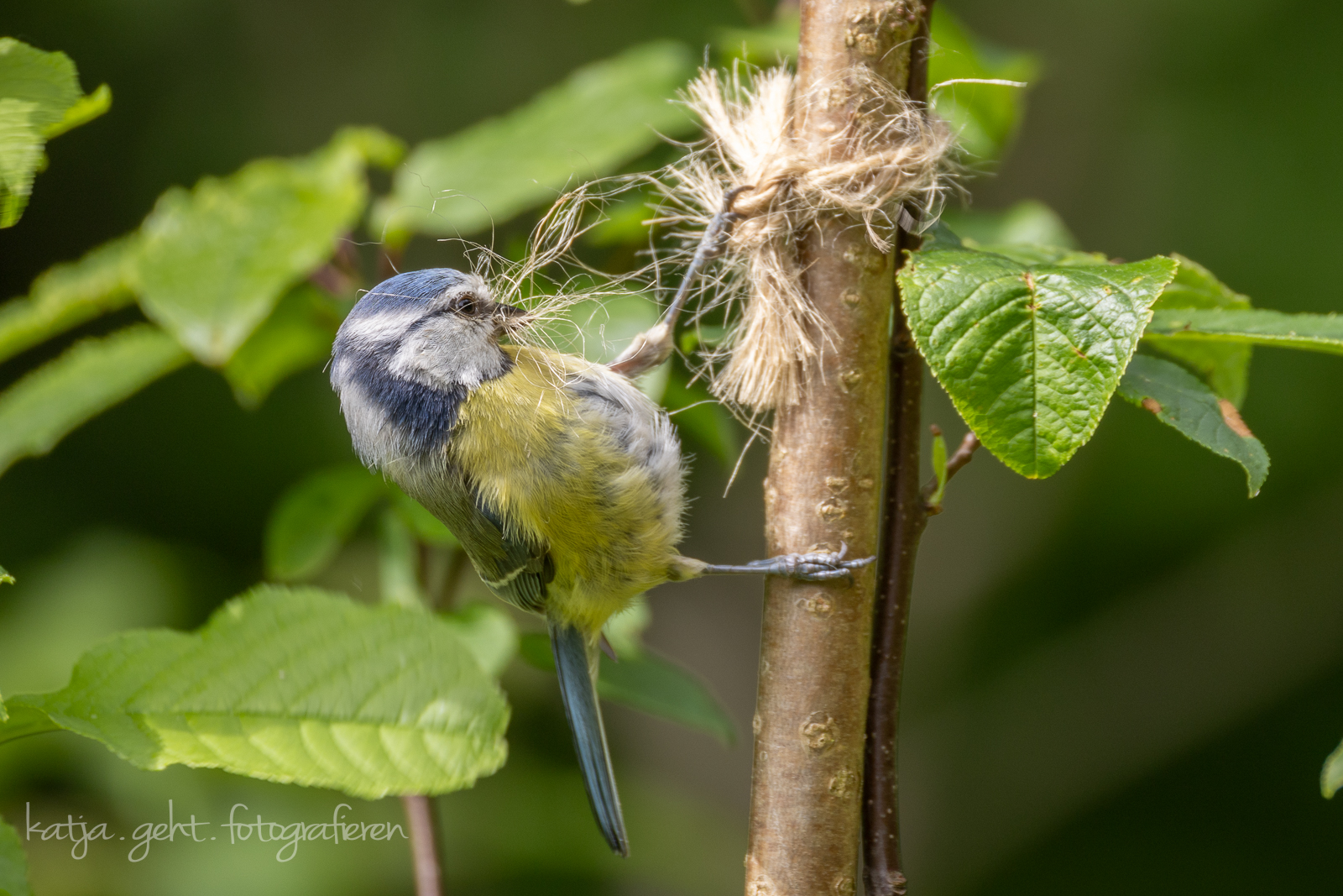 Ansitzfotografie an der Schmitter Mühle - eine kleine Blaumeise möchte von einem Strick der einen Ast festhält etwas Material für ihr Nest entnehmen, es muss kämpfen.