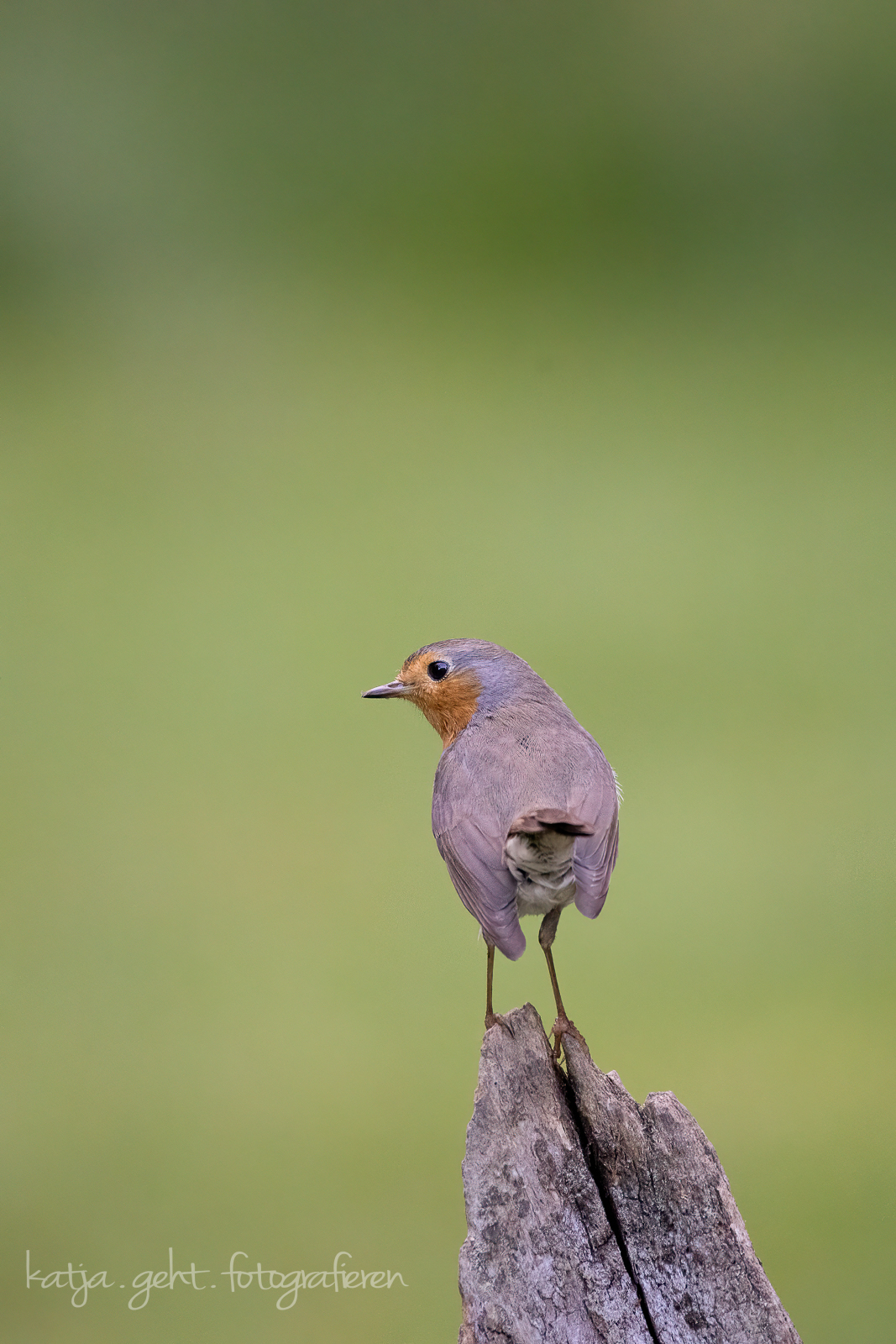 Ansitzfotografie an der Schmitter Mühle - Ein Rotkehlchen von hinten