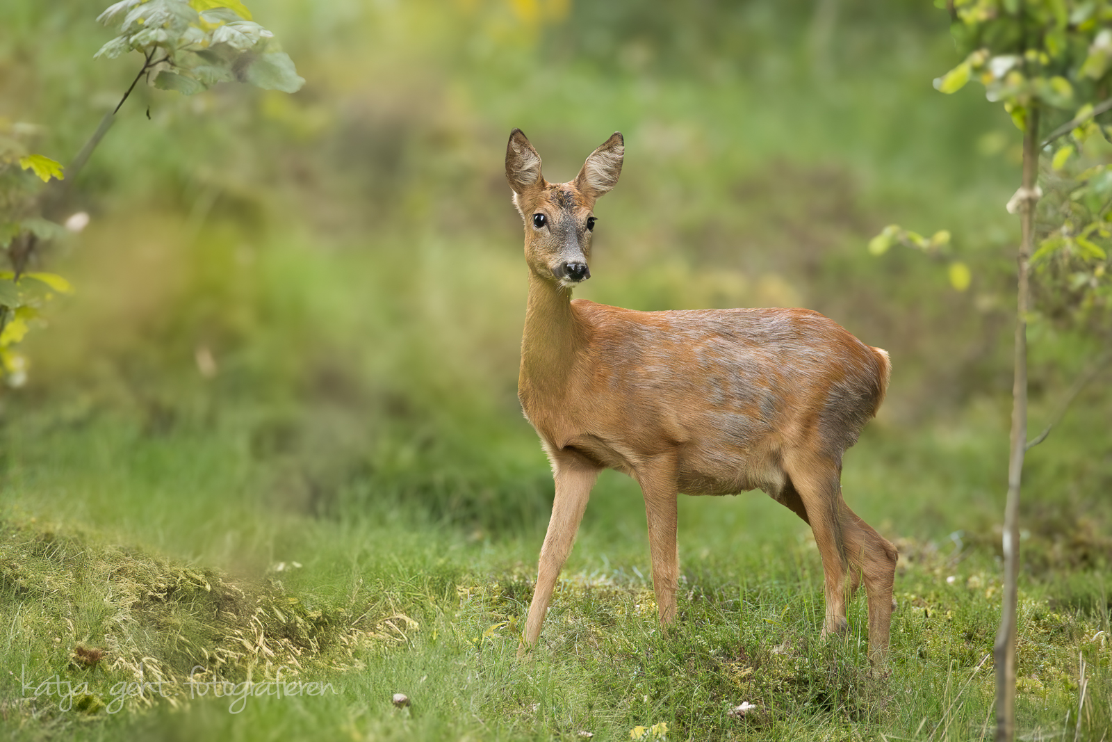 Ansitzfotografie an der Schmitter Mühle - Ein Reh steht auf der Wiese und schaut vorsichtig und neugierig in unsere Richtung