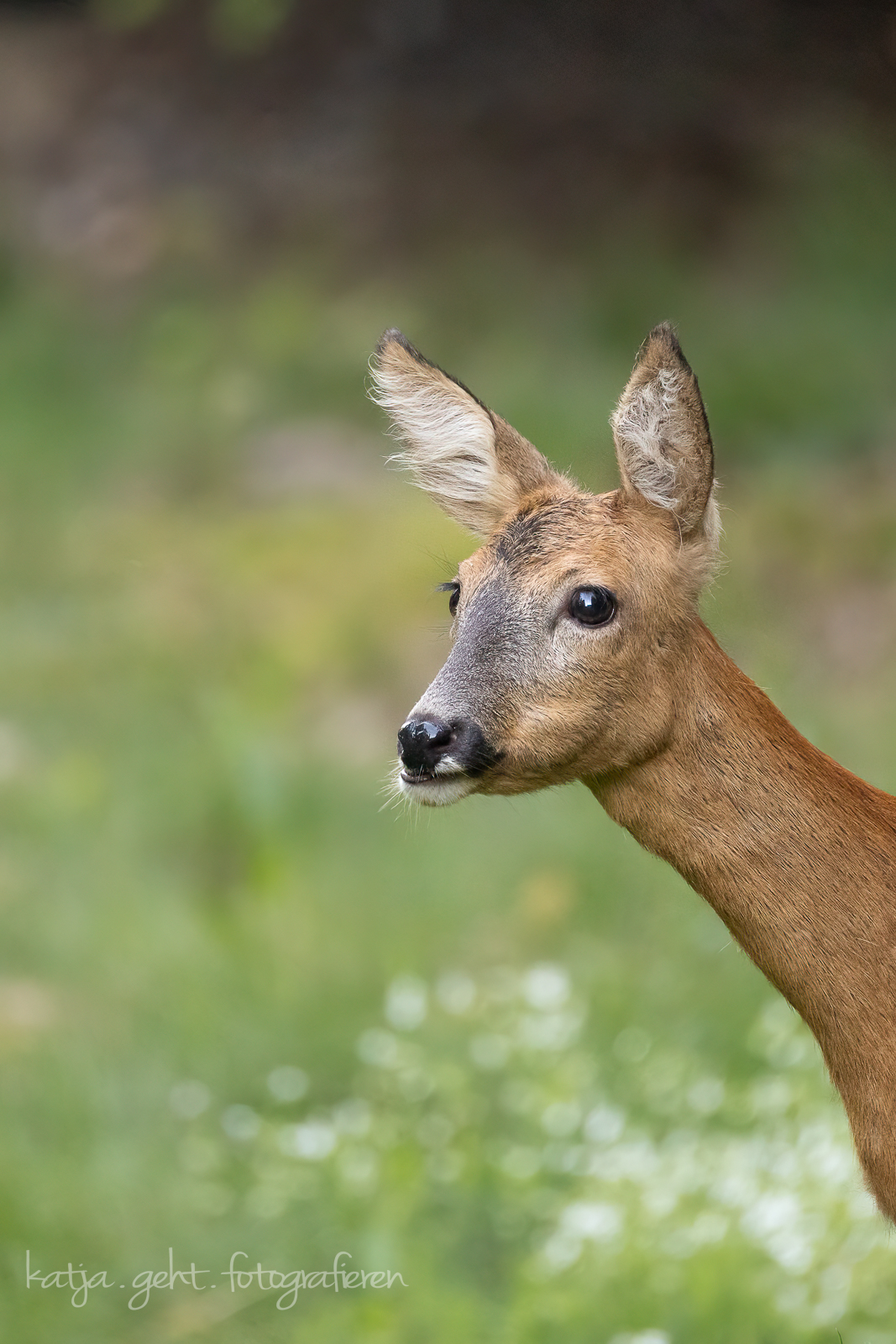 Ansitzfotografie an der Schmitter Mühle - Portrait eines Rehs