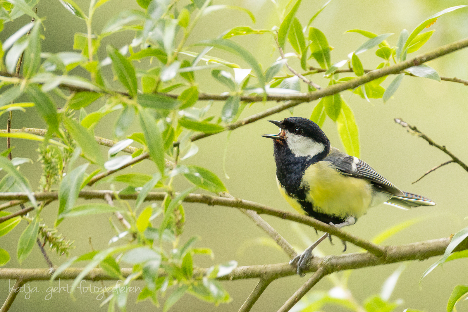 Ansitzfotografie an der Schmitter Mühle - Eine Kohlmeise trällert auf einem Ast ihr Liedchen