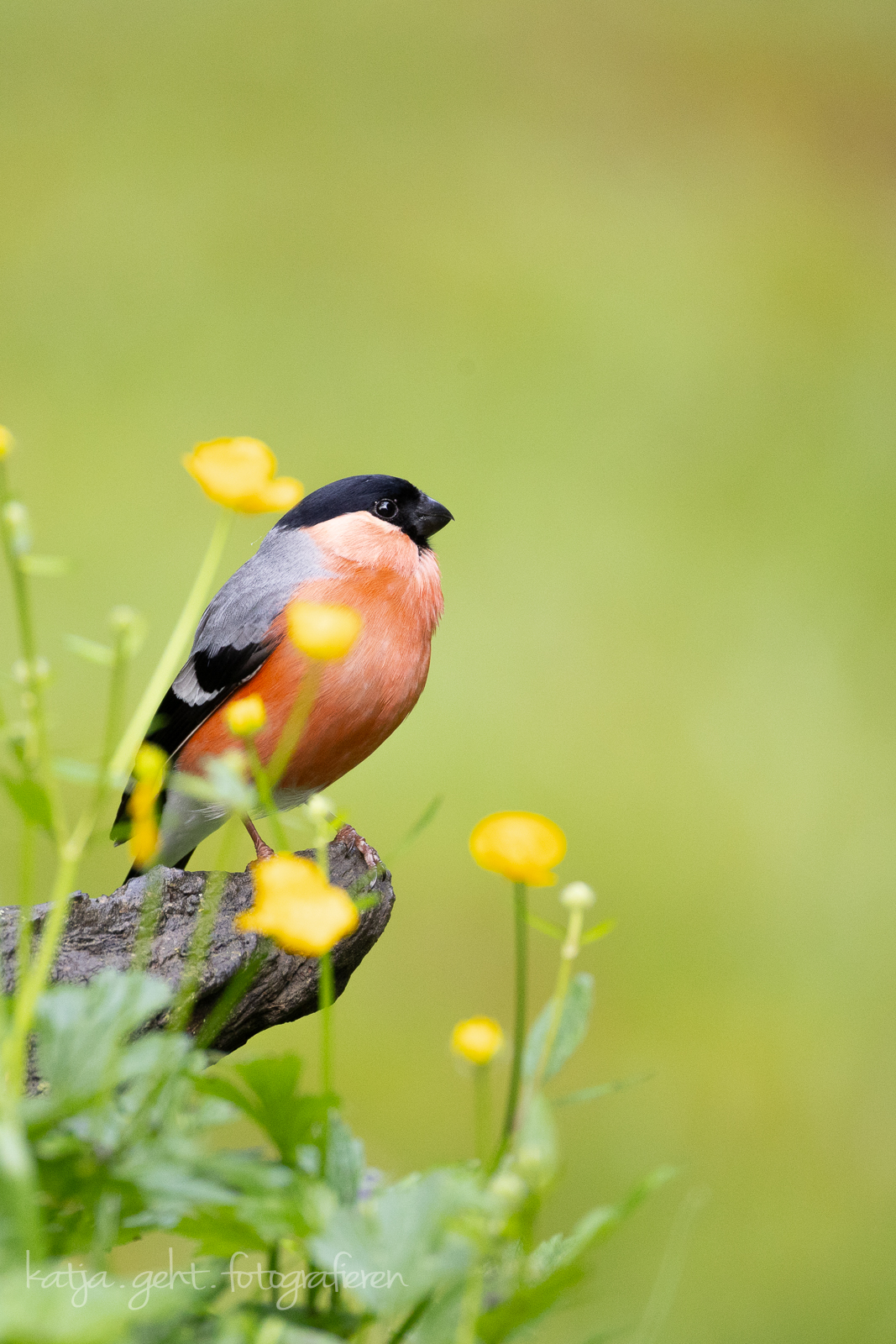 Ansitzfotografie an der Schmitter Mühle - Ein Dompfaffmännchen sitzt auf einem Ast, eingerahmt von gelben Butterblumen