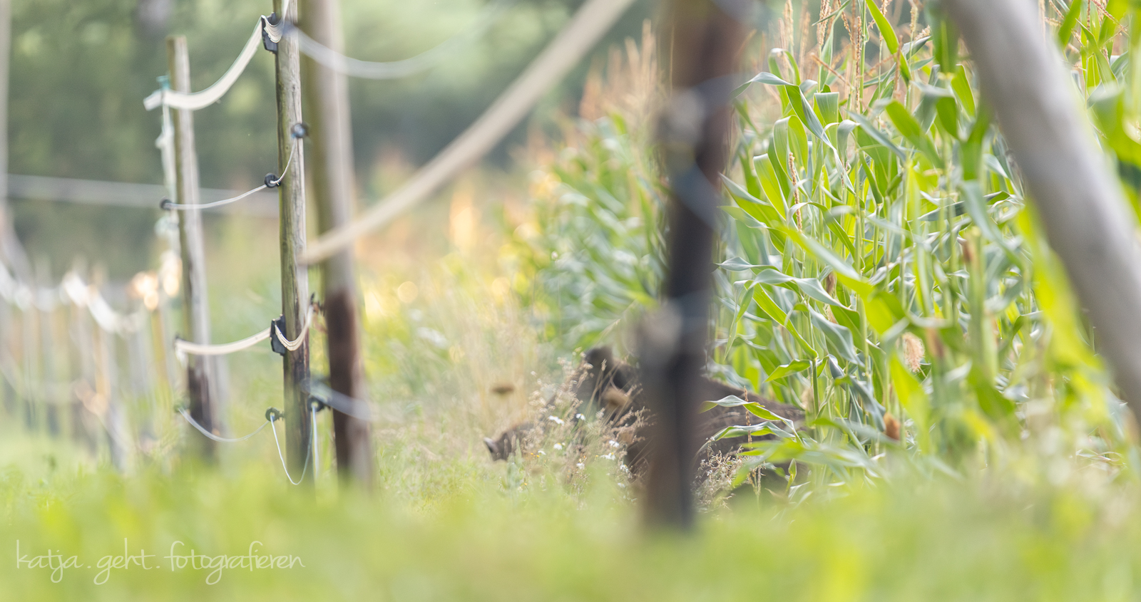 Wildlifefotografie - zwischen Zaun und Maisfeld kann man die Schnauze eines Wildschweines sehen.