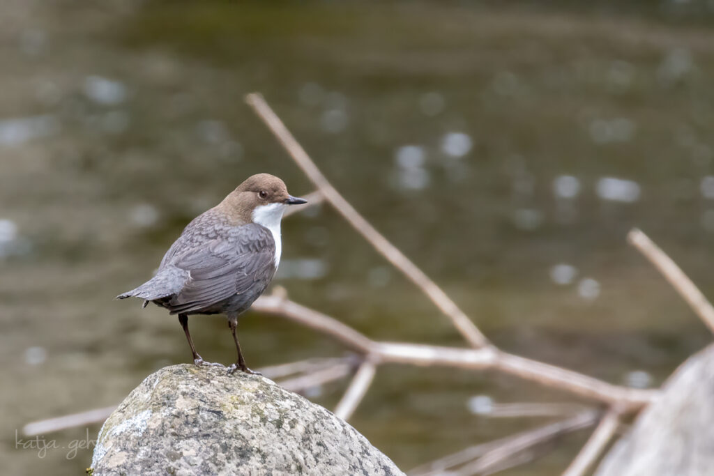 Im April steigt die Geburtenrate in der Natur rasant an.