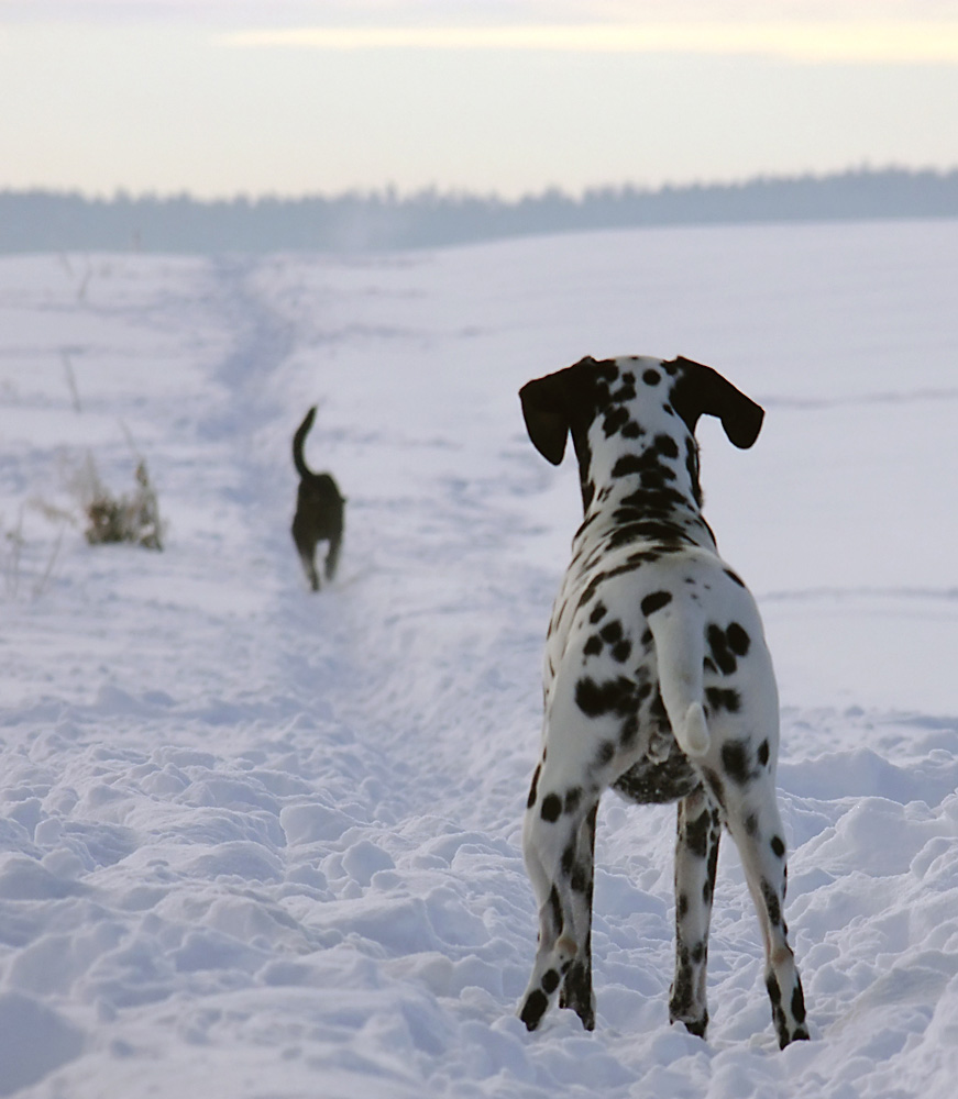 Der Januar ist ein kalter Monat, und auch die Natur schläft, zumindest überwiegend.