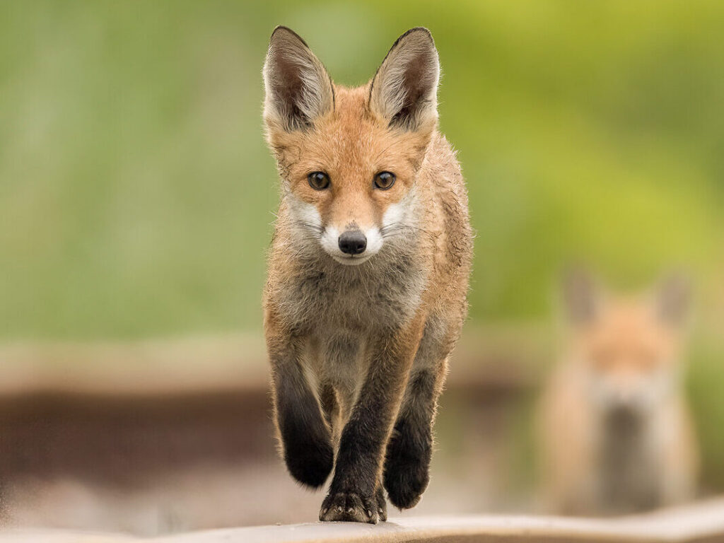 Junger Fuchs, unbedarft und neugierig