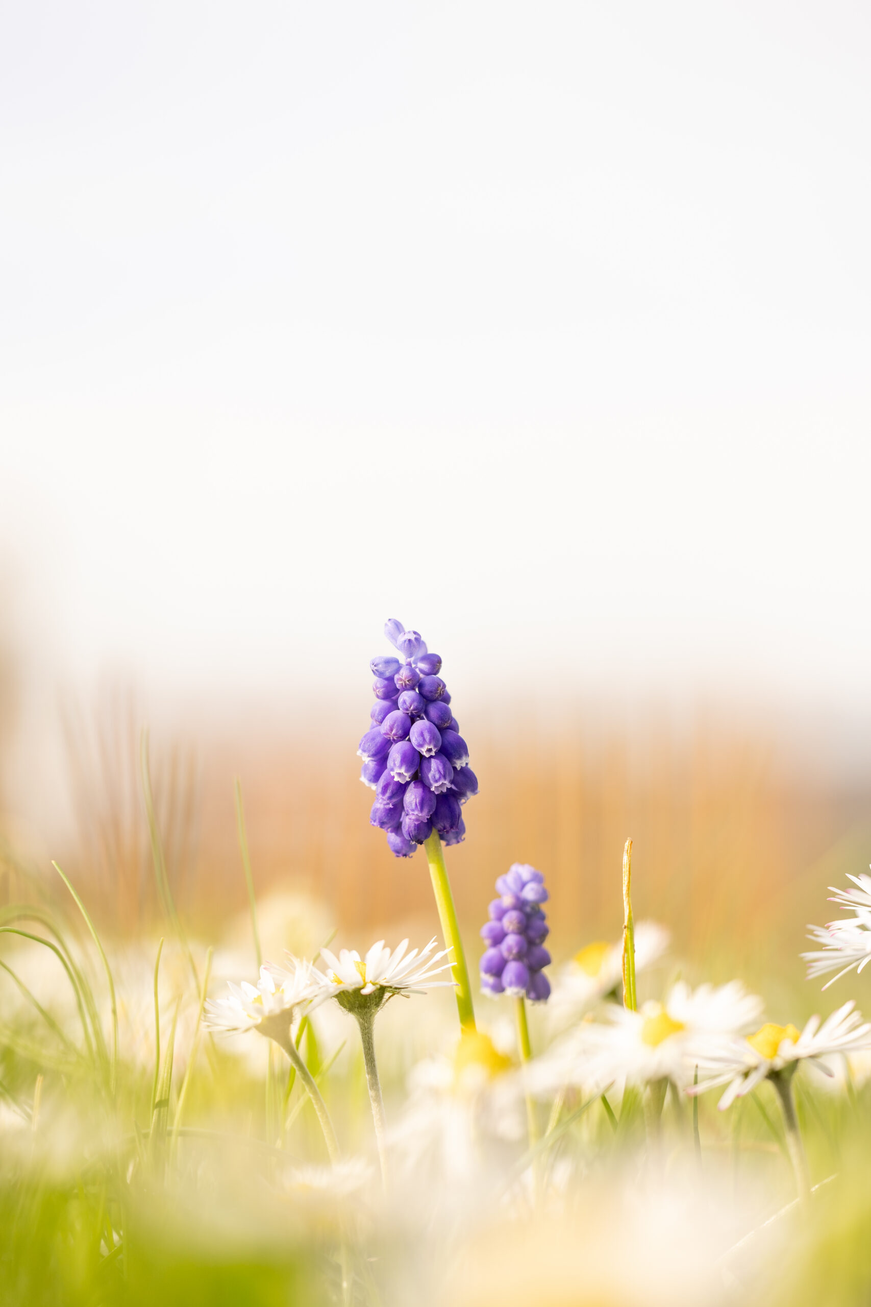 Traubenhyazinthe auf einer Wiese voller Gänseblümchen im morgentlichen Sonnenschein.