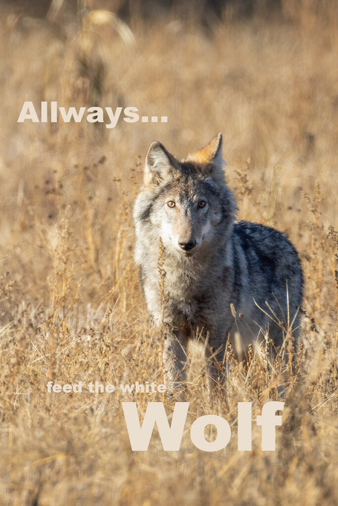 Allways... feed the white Wolf!